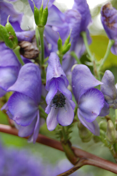 Aconito (Aconitum sp.)