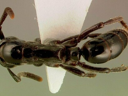 Visione dorsale di un formica Pachycondyla analis