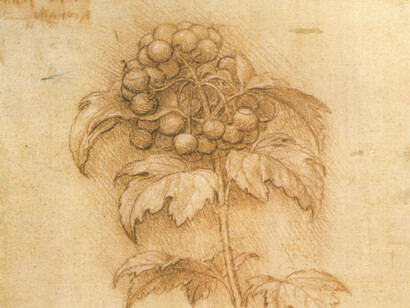 Leonardo Da Vinci, disegno di mirtillo palustre