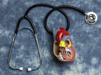 View of an open anatomic heart model and stethoscope