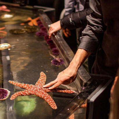 California Coast. Courtesy of California Academy of Sciences