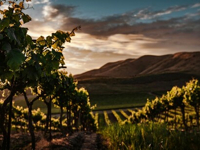 La produzione di vino, sia in Cile che nel resto del mondo, è caratterizzata da una passione e dedizione straordinarie, con viticoltori che considerano la loro arte un vero e proprio stile di vita