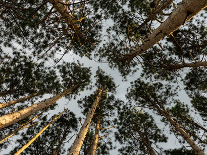 The canopy above symbolises the layers of existence and the ongoing journey through which we reconnect with lost connections and navigate the paradoxes of our lives