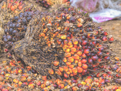 Fresh oil palm fruits, emphasizing their significance in the palm oil supply chain
