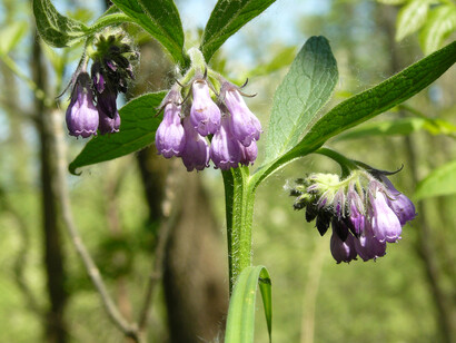 Symphytum officinale