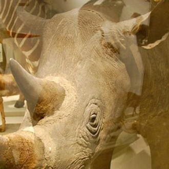 Africa Gallery. Courtesy of Harvard Museum of Natural History