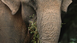 Asian Elephant in Kumana National Park (c) Gehan de Silva Wijeyeratne