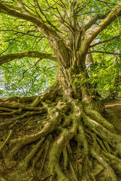 Just as these trees anchor deeply into the forest soil, our habits root us in familiar patterns, but growth and transformation require us to challenge and change these foundations