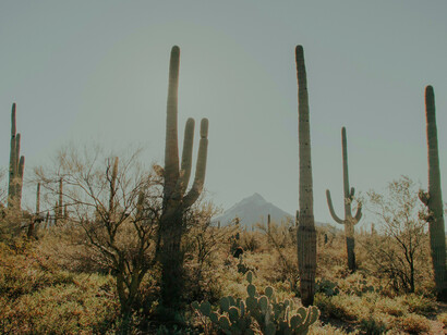Cactus, Messico. Il legame tra mais, cervo e peyote nella religione degli Huicholes: un simbolismo ancestrale