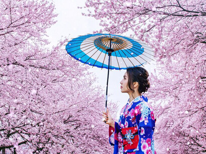 An Asian woman wearing a traditional Japanese kimono, surrounded by the vibrant cherry blossoms of spring in Japan, embodying the essence of the season