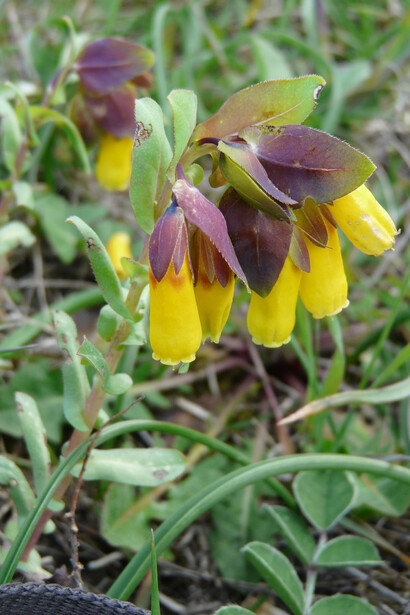 Cerinte (Cerinthe major)