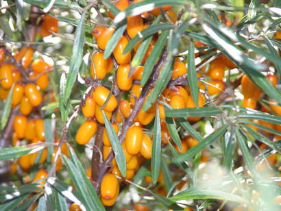 Hippophae rhamnoides, rami