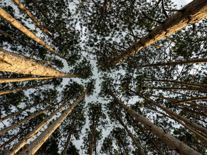 As we gaze upwards through the forest's dense foliage, the intricate patterns remind us of life's complex interactions and the bonds formed through chance and circumstance