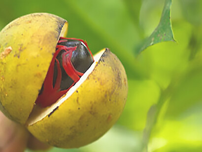Ripe nutmeg, ready for harvesting, showcases nature's bounty