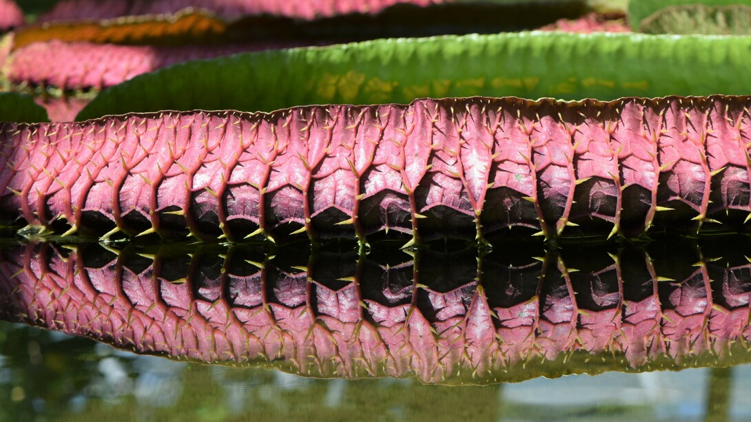 Victoria amazónica gigante
