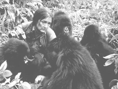 Virunga gorillas were mainly studied by Dian Fossey for about twenty years until her tragic death