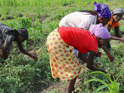 Mulheres colhem tomates em plantação