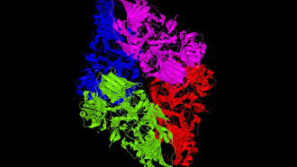 Image de la structure de l'enzyme bêta-galactosidase
