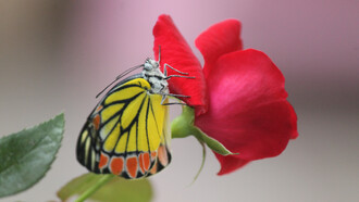 La naturaleza atrae a todos los seres vivos de este mundo. Mariposa sobre una rosa, 2015. India