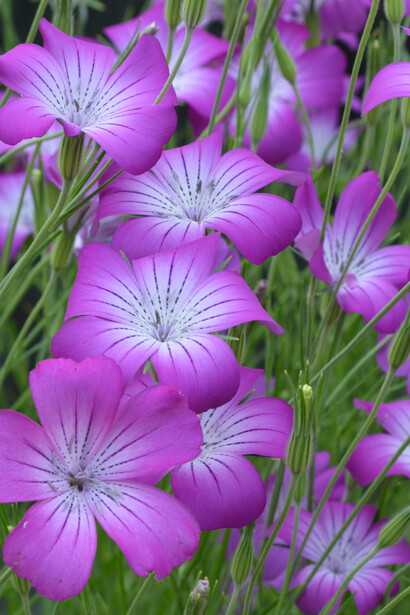 Gitaione (Agrostemma githago)