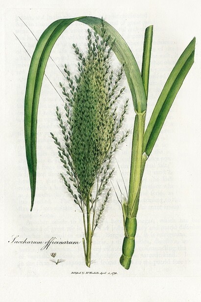 Saccharum officinarum